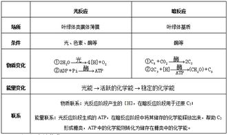 光合作用的原理、過程與應用