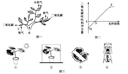 夏日清涼何處尋？紫金公園的綠意與光合作用